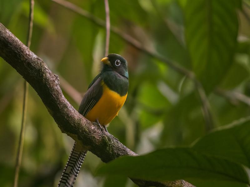 Corcovado National Park 2D/1N: Sleep Inside the Park at Sirena Station (Drake Bay)