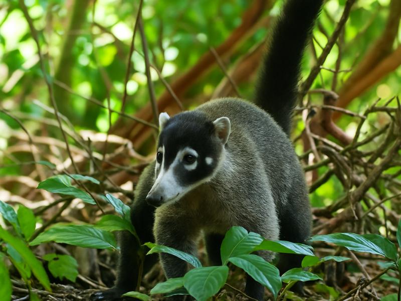 Corcovado National Park: Overnight at Legendary Sirena Station photo