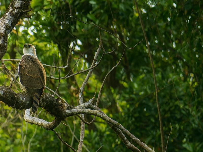 Corcovado Sirena Station Full-Day Tour from Drake Bay (Lunch Included)