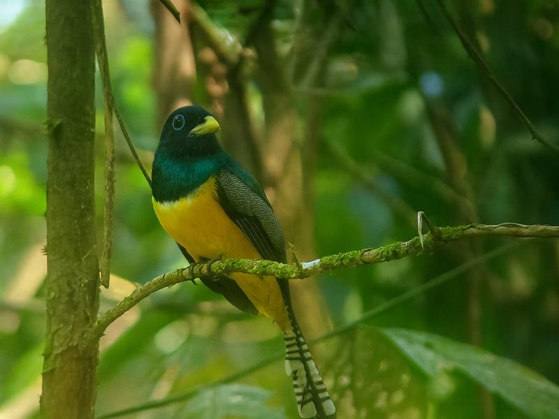 Pacheco Tours Corcovado Hiking Day Tour – Sirena Station (Drake Bay)