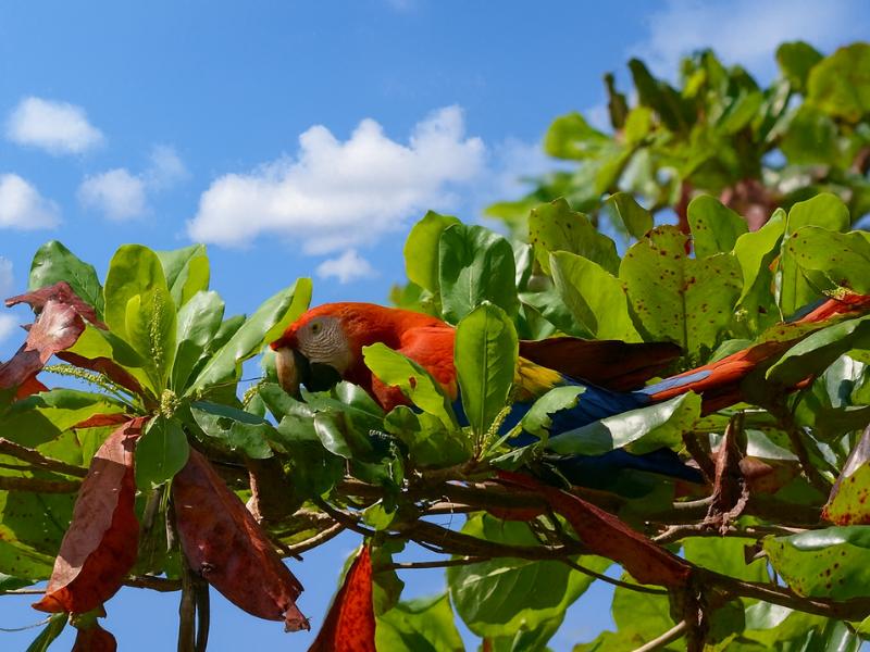 San Pedrillo Ranger Station Day Hike in Corcovado National Park