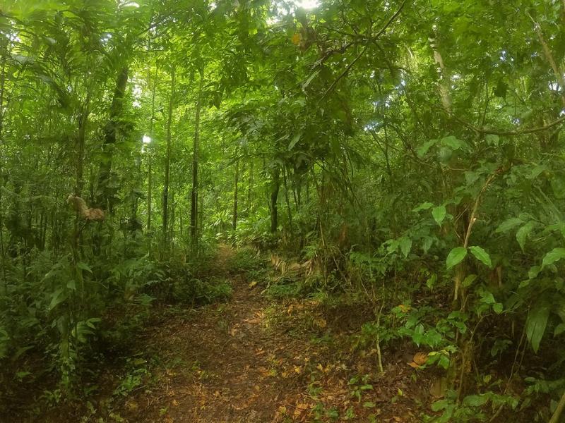 our mission in Corcovado National Park