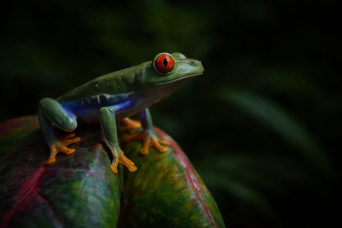 Red-eyed tree frog sitting on a leaf in dense rainforest of Corcovado National Park, seen during a guided tour with Corcovado National Park Tours