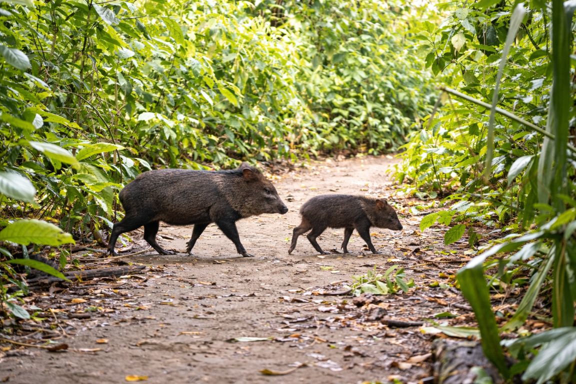 White-lipped peccaries walking along a jungle trail in Corcovado National Park, captured during a wildlife tour with Corcovado National Park Tours
